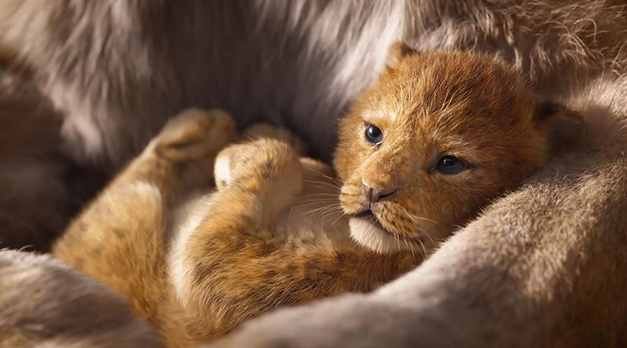 Watch the trailer for Disney's The Lion King - In Cinemas July 18, 2019!