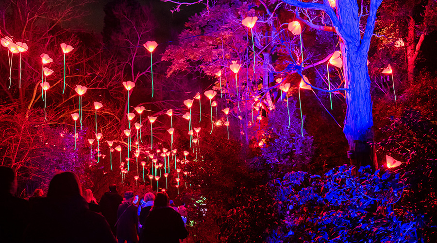 Lightscape returns to dazzle Vivid Sydney with a spectacular new trail!