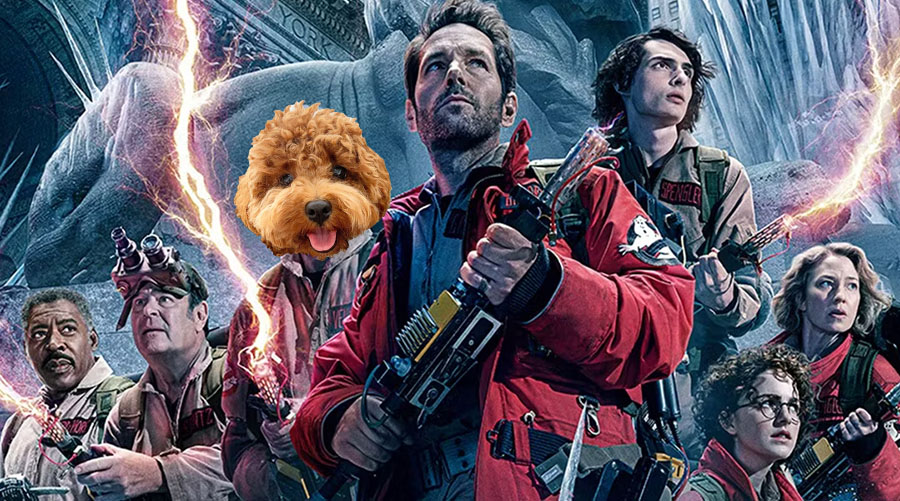 Dendy Powerhouse Outdoor Cinema - Ghostbusters: Frozen Empire Movie Review with Nina the Cavoodle!