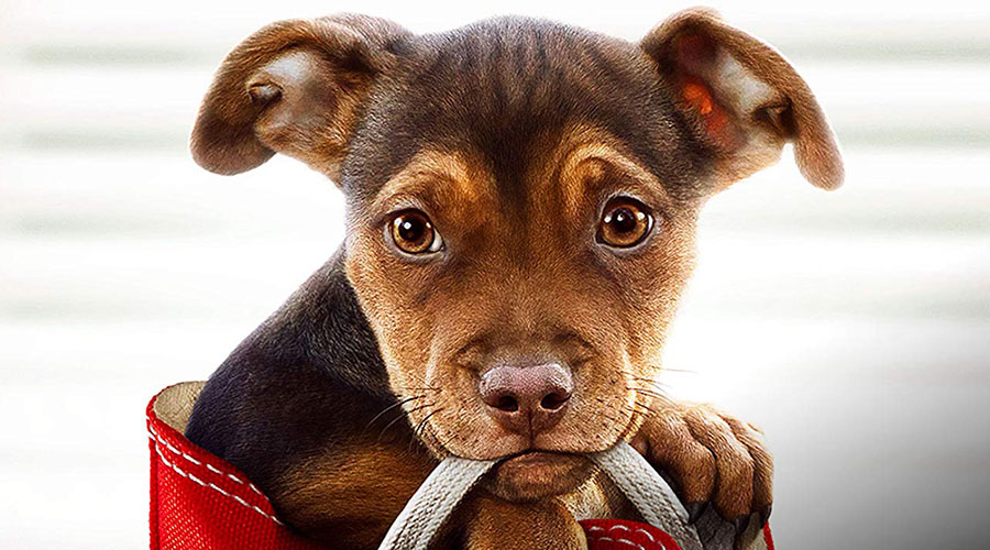 Watch the new trailer for A Dog's Way Home - in cinemas February 28!