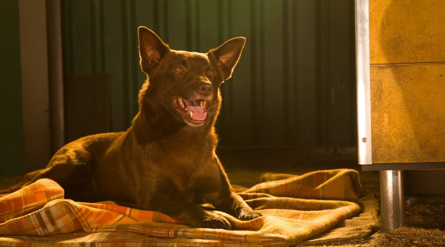 Roadshow Films to release Koko: A Red Dog Story December 5!