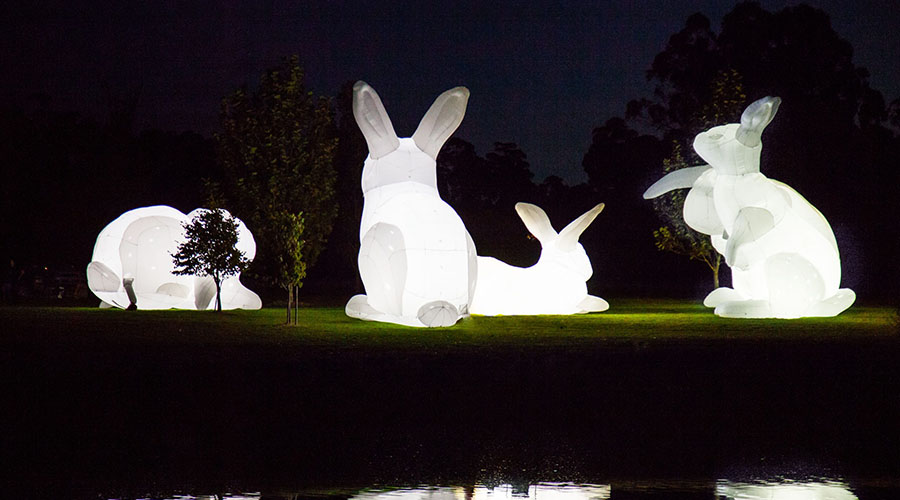 The Bunnies are coming to Brisbane!