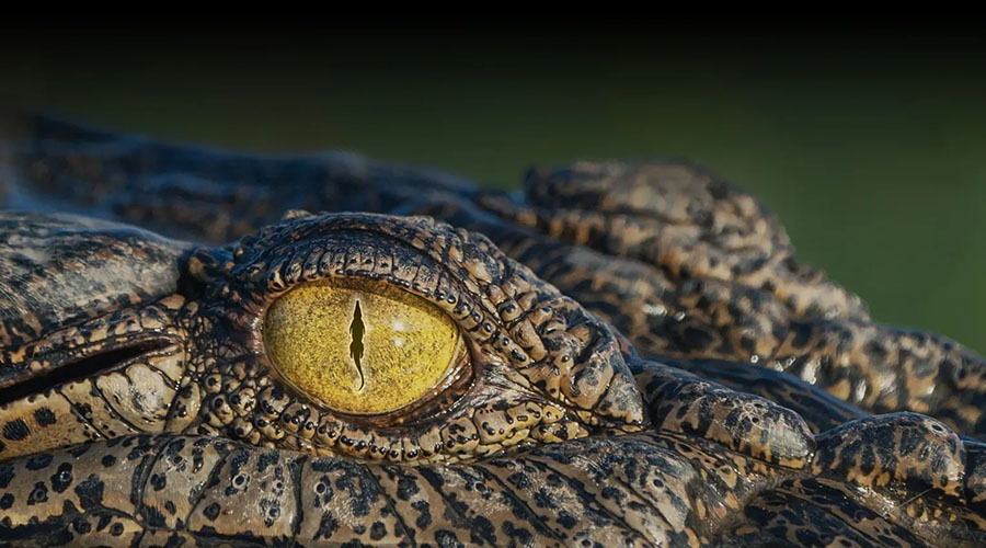 Croc! Lost Giants to Living Legends Exhibition is now open at the Queensland Museum!